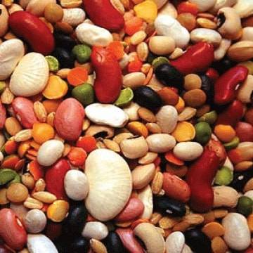 Pulses and Grains